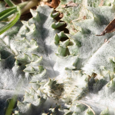 Onopordum acanthium (Scotch Thistle) at Turner, ACT - 16 Aug 2023 by ConBoekel