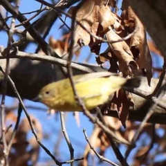 Acanthiza nana (Yellow Thornbill) at Turner, ACT - 16 Aug 2023 by ConBoekel