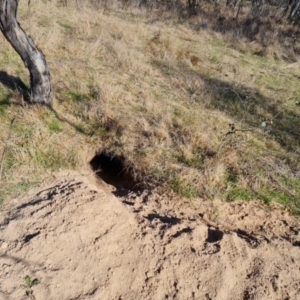 Vombatus ursinus at Jerrabomberra, ACT - 2 Sep 2023