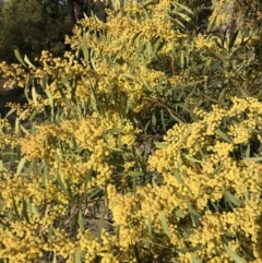 Acacia rubida at Cook, ACT - 31 Aug 2023