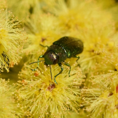 Melobasis obscurella (Obscurella jewel beetle) at Cook, ACT - 31 Aug 2023 by KorinneM