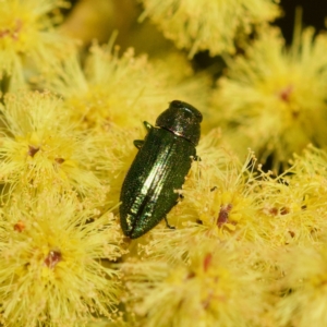 Melobasis obscurella at Cook, ACT - 31 Aug 2023 03:24 PM