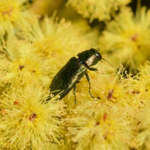 Melobasis obscurella at Cook, ACT - 31 Aug 2023 03:24 PM