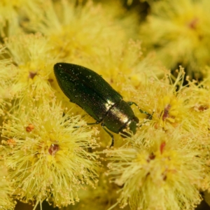 Melobasis obscurella at Cook, ACT - 31 Aug 2023 03:24 PM