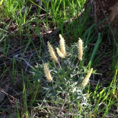 Grevillea ramosissima subsp. ramosissima (Fan Grevillea) at Campbell, ACT - 2 Sep 2023 by JanetRussell