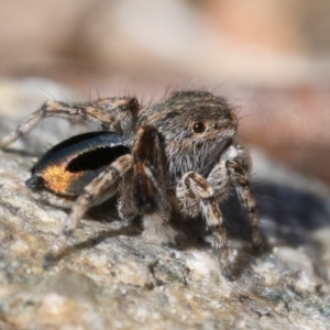 Maratus chrysomelas at Booth, ACT - 2 Sep 2023 11:00 AM