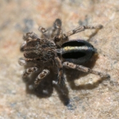 Maratus chrysomelas at Booth, ACT - 2 Sep 2023 11:00 AM