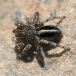 Maratus chrysomelas at Booth, ACT - 2 Sep 2023 11:00 AM