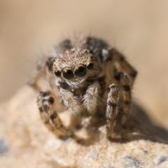 Maratus chrysomelas at Booth, ACT - 2 Sep 2023 11:00 AM