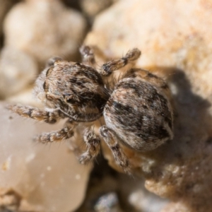 Maratus chrysomelas at Booth, ACT - 2 Sep 2023 11:00 AM