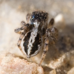 Maratus chrysomelas at Booth, ACT - 2 Sep 2023 11:00 AM