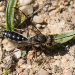 Thynninae (subfamily) (Smooth flower wasp) at Booth, ACT - 2 Sep 2023 by patrickcox