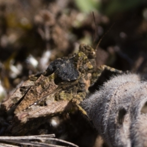 Tetrigidae (family) at Rendezvous Creek, ACT - 2 Sep 2023