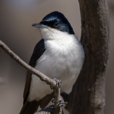 Myiagra inquieta (Restless Flycatcher) at Rendezvous Creek, ACT - 2 Sep 2023 by patrickcox