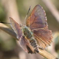 Paralucia spinifera (Bathurst or Purple Copper Butterfly) at Namadgi National Park - 2 Sep 2023 by patrickcox