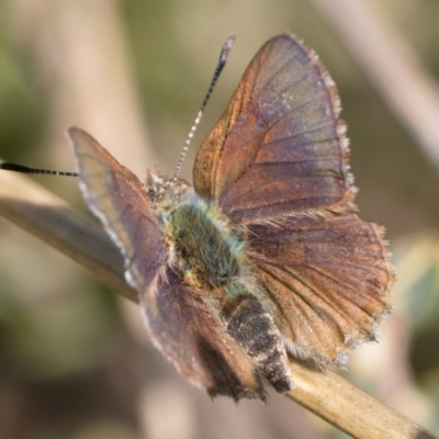 Paralucia spinifera (Bathurst or Purple Copper Butterfly) at Rendezvous Creek, ACT - 2 Sep 2023 by patrickcox