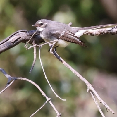 Rhipidura albiscapa (Grey Fantail) at West Wodonga, VIC - 2 Sep 2023 by KylieWaldon