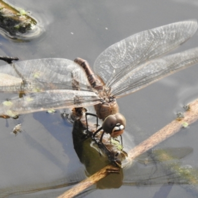 Anax papuensis (Australian Emperor) at Splitters Creek, NSW - 28 Aug 2023 by GlossyGal