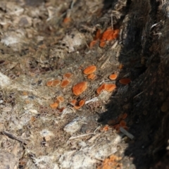 Unidentified Fungus at West Wodonga, VIC - 2 Sep 2023 by KylieWaldon