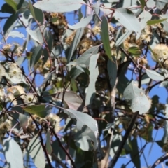 Eucalyptus sp. (A Gum Tree) at West Wodonga, VIC - 2 Sep 2023 by KylieWaldon