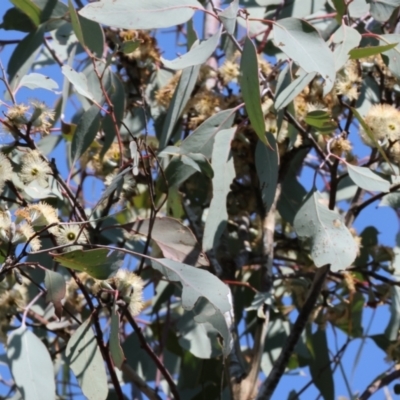 Eucalyptus sp. (A Gum Tree) at West Wodonga, VIC - 2 Sep 2023 by KylieWaldon