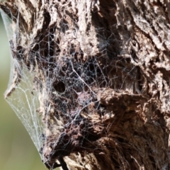 Unidentified Spider (Araneae) at West Wodonga, VIC - 2 Sep 2023 by KylieWaldon