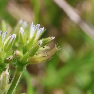 Cerastium glomeratum (Sticky Mouse-ear Chickweed) at West Wodonga, VIC - 2 Sep 2023 by KylieWaldon