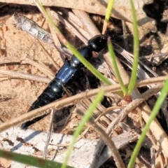 Unidentified Rove beetles (Staphylinidae) at West Wodonga, VIC - 2 Sep 2023 by KylieWaldon