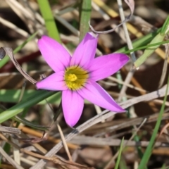 Romulea rosea var. australis (Onion Grass) at West Wodonga, VIC - 2 Sep 2023 by KylieWaldon