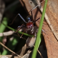 Iridomyrmex purpureus (Meat Ant) at West Wodonga, VIC - 2 Sep 2023 by KylieWaldon