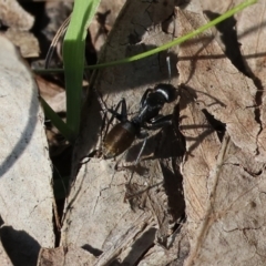 Unidentified Ant (Hymenoptera, Formicidae) at West Wodonga, VIC - 2 Sep 2023 by KylieWaldon