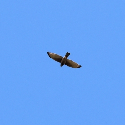 Accipiter fasciatus (Brown Goshawk) at West Wodonga, VIC - 2 Sep 2023 by KylieWaldon