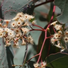 Eucalyptus polyanthemos (Red Box) at West Wodonga, VIC - 2 Sep 2023 by KylieWaldon