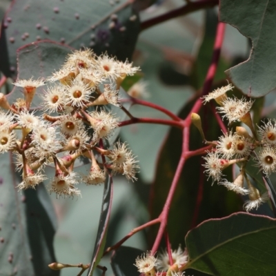 Eucalyptus polyanthemos (Red Box) at West Wodonga, VIC - 2 Sep 2023 by KylieWaldon