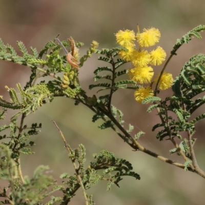 Acacia cardiophylla (Wyalong Wattle) at West Wodonga, VIC - 2 Sep 2023 by KylieWaldon