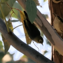 Zosterops lateralis (Silvereye) at West Wodonga, VIC - 2 Sep 2023 by KylieWaldon