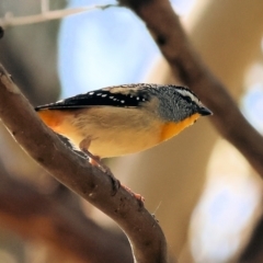 Pardalotus punctatus (Spotted Pardalote) at West Wodonga, VIC - 2 Sep 2023 by KylieWaldon