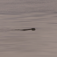 Hydromys chrysogaster (Rakali or Water Rat) at Lake Burley Griffin Central/East - 14 Aug 2023 by DonFletcher