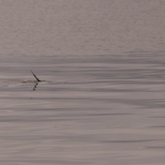 Hydromys chrysogaster at Barton, ACT - 14 Aug 2023