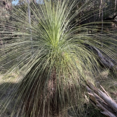 Xanthorrhoea glauca subsp. angustifolia (Grey Grass-tree) at Tidbinbilla Nature Reserve - 2 Sep 2023 by Mavis