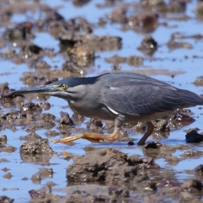 Butorides striata (Striated Heron) at Wellington Point, QLD - 31 Aug 2023 by TimL