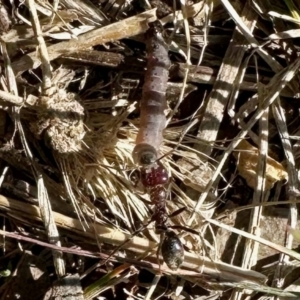 Lepidoptera unclassified IMMATURE at Aranda, ACT - 2 Sep 2023 02:19 PM