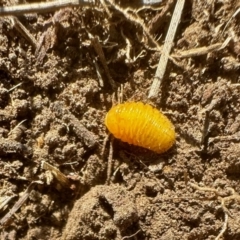 Unidentified Insect at Aranda, ACT - 2 Sep 2023 by KMcCue