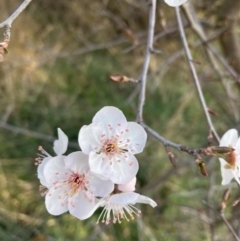 Prunus sp. (A Plum) at Hackett, ACT - 1 Sep 2023 by waltraud