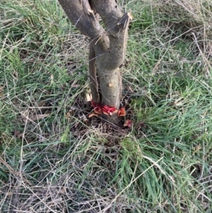 Prunus sp. at Hackett, ACT - 1 Sep 2023