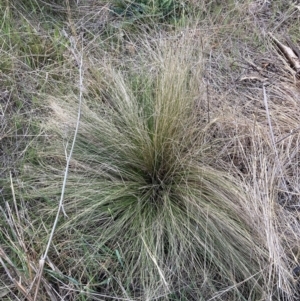 Nassella trichotoma at Hackett, ACT - 1 Sep 2023