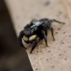Salticidae sp. 'Golden palps' (Unidentified jumping spider) at Mulligans Flat - 27 Aug 2023 by KorinneM