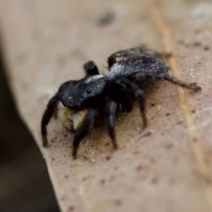 Salticidae sp. 'Golden palps' at Gungahlin, ACT - 27 Aug 2023 02:48 PM