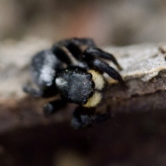 Salticidae sp. 'Golden palps' at Gungahlin, ACT - 27 Aug 2023 02:48 PM