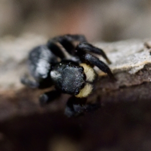 Salticidae sp. 'Golden palps' at Gungahlin, ACT - 27 Aug 2023 02:48 PM